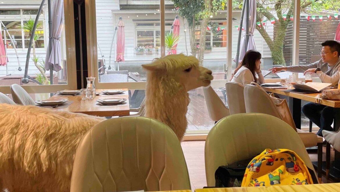 陽明山草山小鎮【大衛小小羊】拉拉蛇