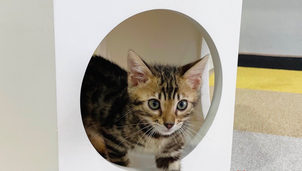 【MixJoin】萌萌噠