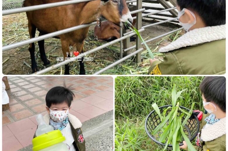 高雄免費親子景點禾光牧場羊咩咩