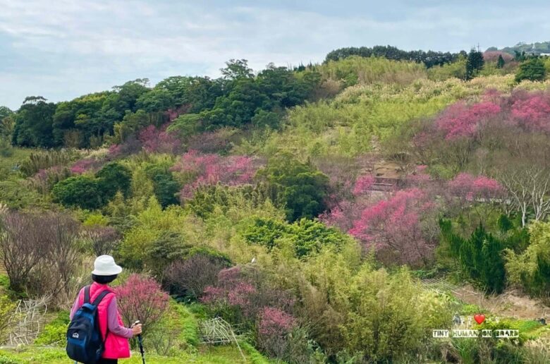 鵝尾山水田走入風景